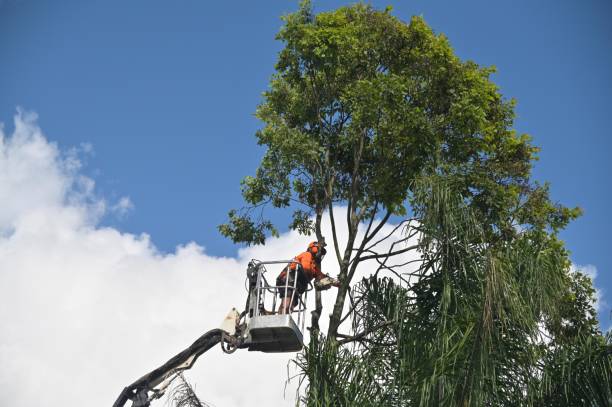 Best Utility Line Clearance  in Summerside, OH